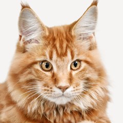 Pip